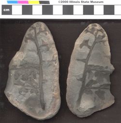 Small image of specimen