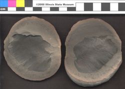 Small image of specimen