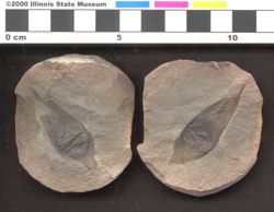 Small image of specimen