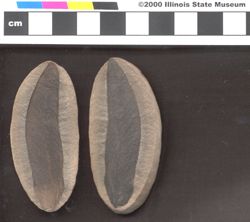 Small image of specimen