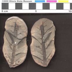 Small image of specimen