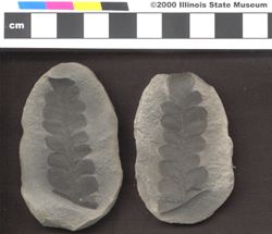 Small image of specimen
