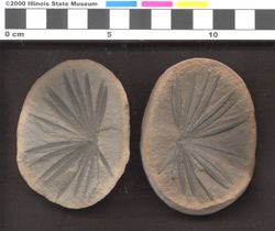 Small image of specimen