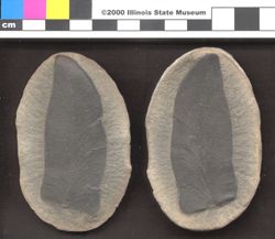 Small image of specimen