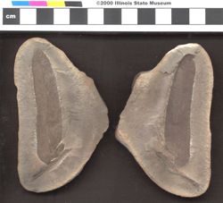 Small image of specimen