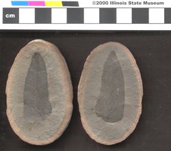 Small image of specimen