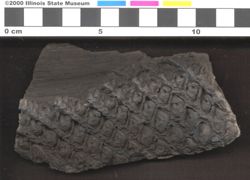 Small image of specimen