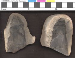 Small image of specimen