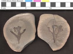 Small image of specimen