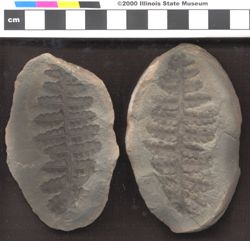 Small image of specimen