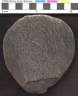 Small image of specimen
