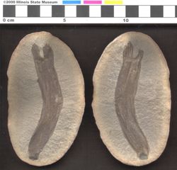 Small image of specimen