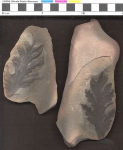 Small image of specimen