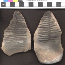 Small image of specimen