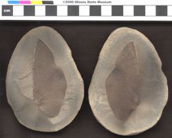 Small image of specimen