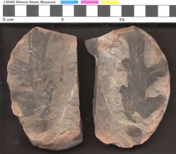 Small image of specimen