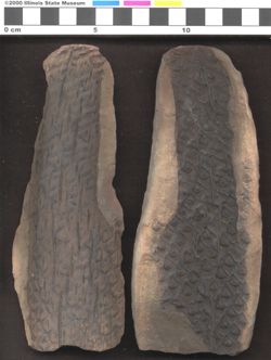 Small image of specimen