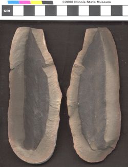 Small image of specimen