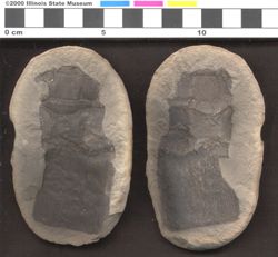Small image of specimen