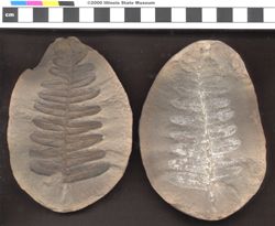 Small image of specimen