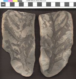 Small image of specimen