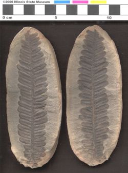 Small image of specimen