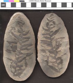 Small image of specimen
