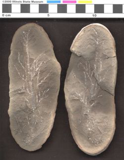 Small image of specimen