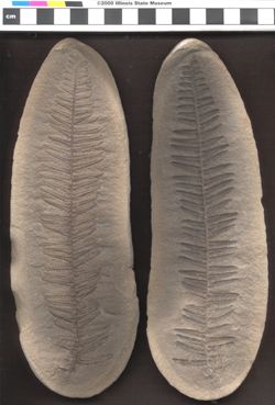 Small image of specimen