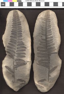 Small image of specimen