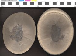 Small image of specimen