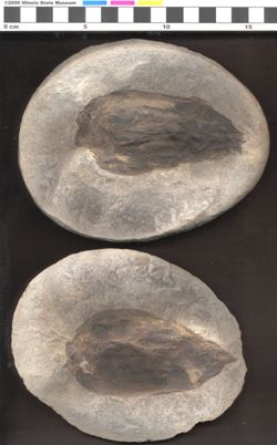 Small image of specimen