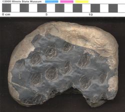 Small image of specimen
