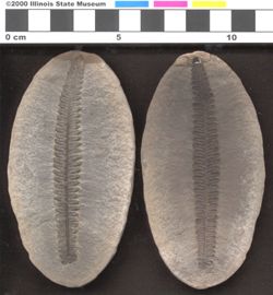 Small image of specimen
