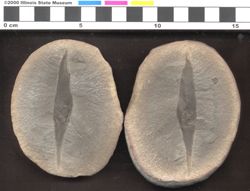 Small image of specimen