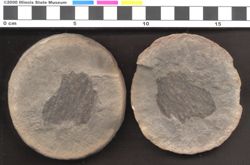 Small image of specimen