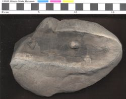 Small image of specimen