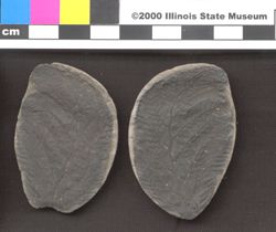 Small image of specimen