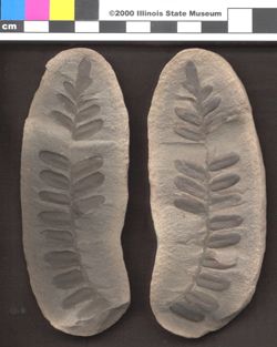 Small image of specimen