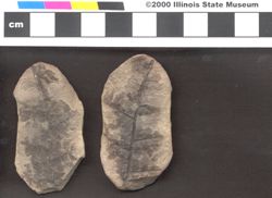 Small image of specimen