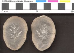 Small image of specimen