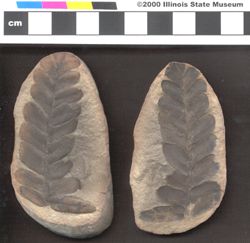 Small image of specimen