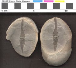 Small image of specimen