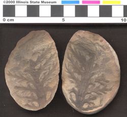 Small image of specimen