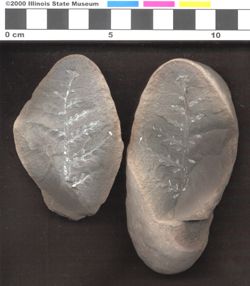 Small image of specimen