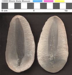 Small image of specimen