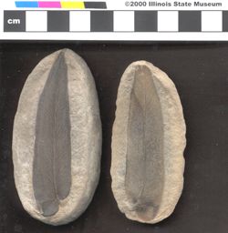 Small image of specimen