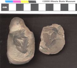 Small image of specimen