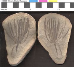 Small image of specimen