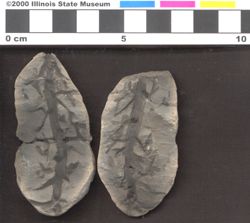 Small image of specimen